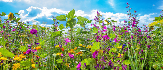 The Pferdebalsam herbs